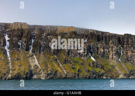 Seevogel Brutkolonie in Basalt Felsen Alkefjellet, Lomfjordhalvøya in Ny Friesland auf Spitzbergen / Svalbard Stockfoto