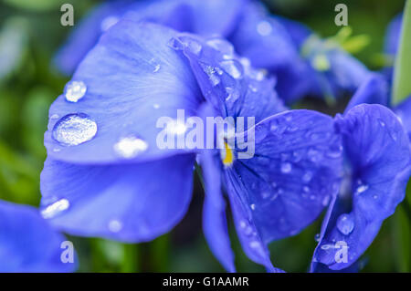 Regentropfen auf blaue Stiefmütterchen Blume Nahaufnahme Stockfoto