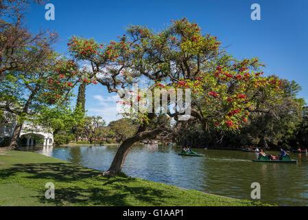 Rose Garden, Rosedal, Parque Tres de Febrero, Bosques de Palermo oder Palermo Woods, Buenos Aires, Argentinien Stockfoto