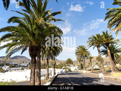 Palmen säumen die Straße in Haria, Lanzarote, Kanarische Inseln, Spanien Stockfoto