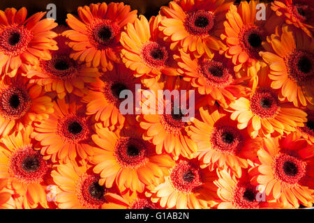Daisy Blume orange Gerbera Hintergrund Stockfoto
