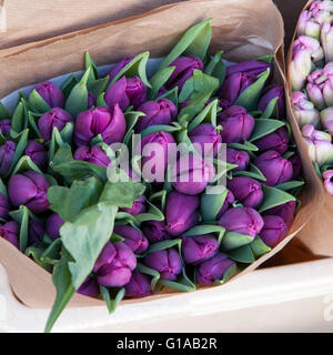 violette Tulpen in Kraftpapier Stockfoto