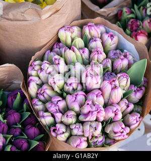 Papagei-Tulpen in einer Glasvase, romantische Bouquet, Frühlingsblumen, ein Blumenstrauß, festliches bouquet Stockfoto