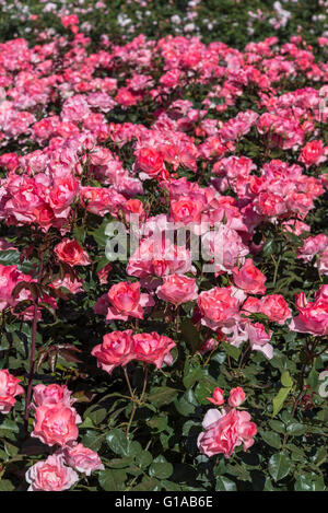 Jardins de France Rosen, Buenos Aires, Argentinien Stockfoto