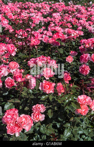 Jardins de France Rosen, Buenos Aires, Argentinien Stockfoto