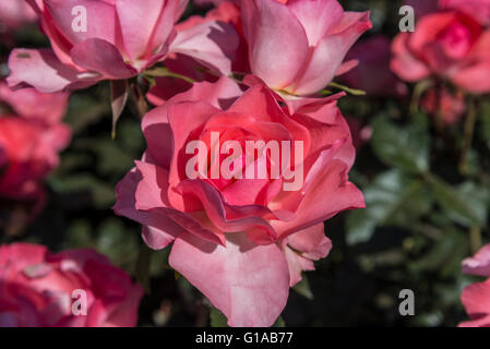 Jardins de France Rosen, Buenos Aires, Argentinien Stockfoto