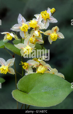 Epimedium versicolor Sulfureum Blumen Barrenwort halbimmergrüne blühende Pflanze, Beauty Epimedium versicolor Stockfoto