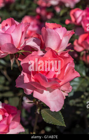 Jardins de France Rosen, Buenos Aires, Argentinien Stockfoto