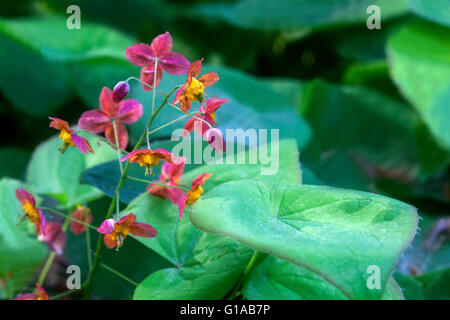 Epimedium warleyense Barrenwort Stockfoto