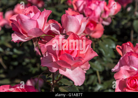 Jardins de France Rosen, Buenos Aires, Argentinien Stockfoto