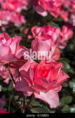 Jardins de France Rosen, Buenos Aires, Argentinien Stockfoto