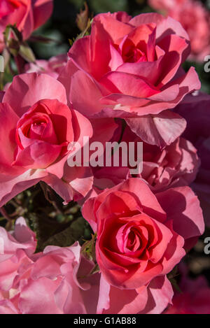 Jardins de France Rosen, Buenos Aires, Argentinien Stockfoto