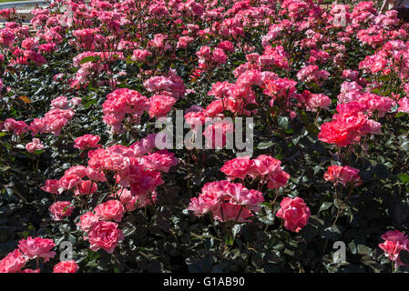 Jardins de France Rosen, Buenos Aires, Argentinien Stockfoto