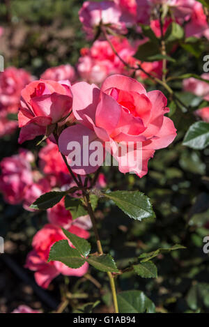 Jardins de France Rosen, Buenos Aires, Argentinien Stockfoto