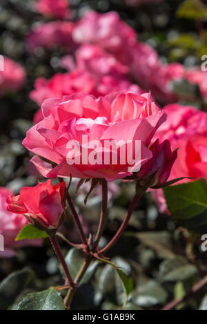 Jardins de France Rosen, Buenos Aires, Argentinien Stockfoto