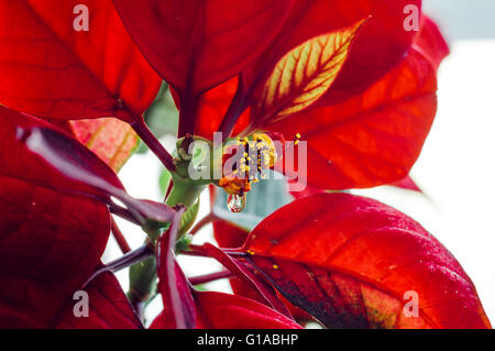 Nahaufnahme von roten Weihnachtsstern Blumen, Euphorbia pulcherrima Stockfoto