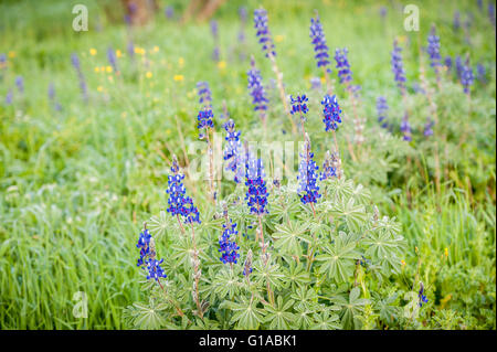 Lupinen wachsen in einem Feld in Central Vermont Stockfoto