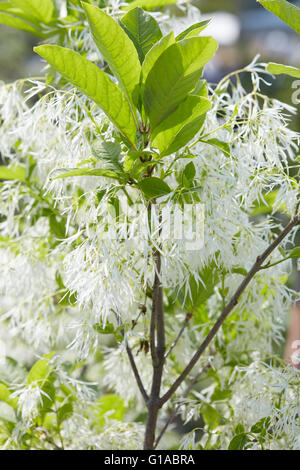 Weiße Fringetree, Chionanthus Virginicus Zweig mit weißen Blüten Stockfoto