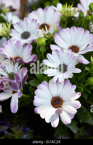 Dimorphotheca, weiß und lila Blumen Stockfoto