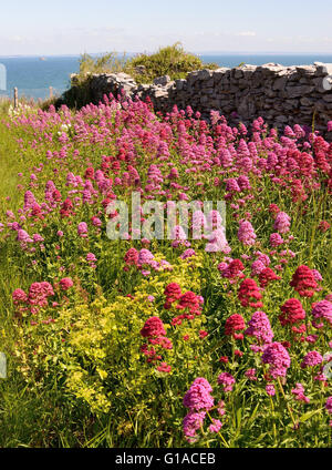 Roter Baldrian und anderen Wildblumen, die rund um die Klippen an Berry Spitze wachsen. Stockfoto