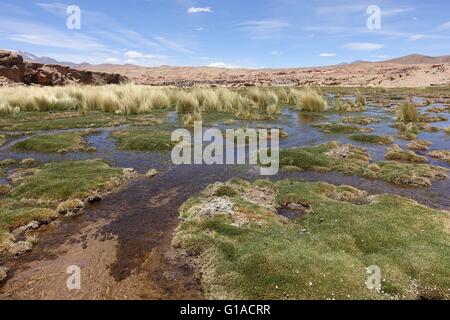 Marschland in der Höhe Gefilde der Lauca Nationalpark an der Grenze zu Chile/Bolivien Stockfoto