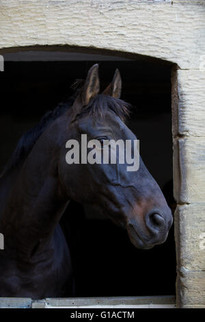 Schwarzes Pferd durch eine Tür im stabilen Stall suchen Stockfoto