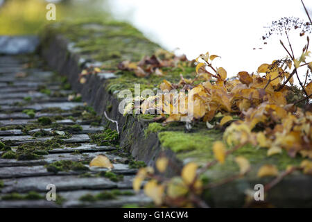 Bemoostes Dach Stockfoto