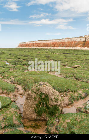 Seetang bedeckt Felsen am Strand von alten Hunstanton unter kreidezeitlichen Schichten von Hunstanton Klippen Stockfoto