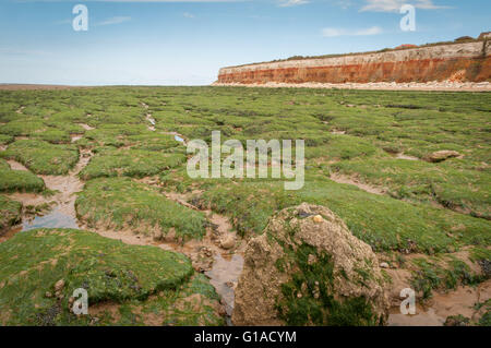 Seetang bedeckt Felsen am Strand von alten Hunstanton unter kreidezeitlichen Schichten von Hunstanton Klippen Stockfoto