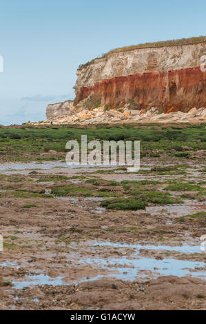 Seetang bedeckt Felsen am Strand von alten Hunstanton unter kreidezeitlichen Schichten von Hunstanton Klippen Stockfoto