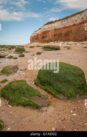 Seetang bedeckt Felsen am Strand von alten Hunstanton unter kreidezeitlichen Schichten von Hunstanton Klippen Stockfoto