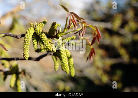 Walnuss Baum blüht im Mai in Spanien. Stockfoto