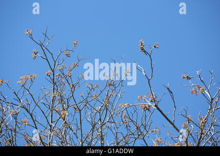 Walnuss Baum blüht im Mai in Spanien. Stockfoto