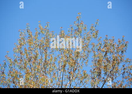 Walnuss Baum blüht im Mai in Spanien. Stockfoto