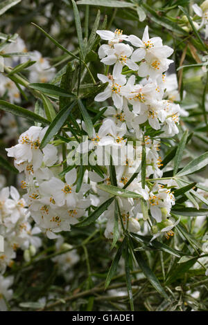 Duftende weiße Blüten des immergrünen, Hybrid, späten Frühjahr blühen Choisya "Aztec Pearl" Stockfoto