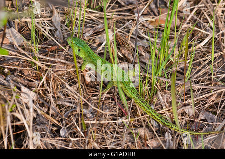 Grüne Eidechse im Nationalpark Meschersky. Die Smaragd Eidechse auf dem trockenen Rasen. Stockfoto