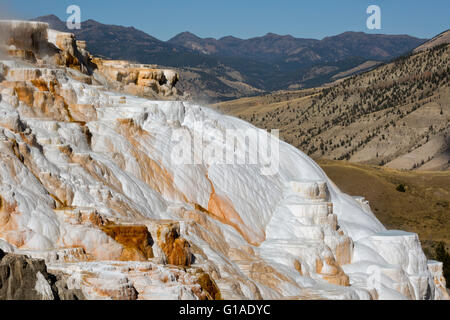 WYOMING - Kanarischen Frühling, eine aktive Travertin Terrasse im oberen Terrasse in Mammoth Hot Springs im Yellowstone-Nationalpark. Stockfoto