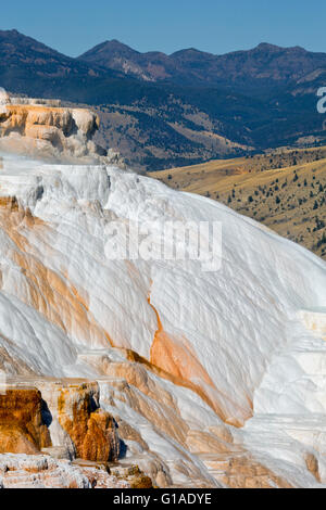 WYOMING - Kanarischen Frühling, eine aktive Travertin Terrasse im oberen Terrassenbereich in Mammoth Hot Springs im Yellowstone-Nationalpark. Stockfoto