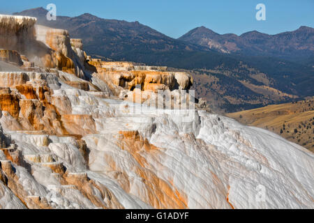 WYOMING - Kanarischen Frühling, eine aktive Travertin Terrasse im oberen Terrassenbereich in Mammoth Hot Springs im Yellowstone-Nationalpark. Stockfoto