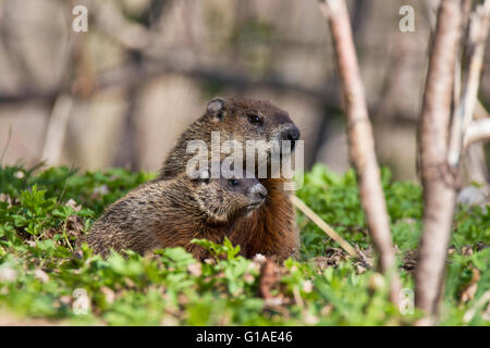 Süße Murmeltier-Familie (Marmota Monax) auch bekannt als ein Murmeltier Fütterung mit grass Stockfoto