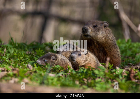 Süße Murmeltier-Familie (Marmota Monax) auch bekannt als ein Murmeltier Fütterung mit grass Stockfoto