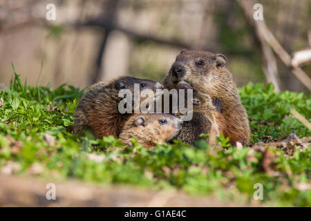 Süße Murmeltier-Familie (Marmota Monax) auch bekannt als ein Murmeltier Fütterung mit grass Stockfoto