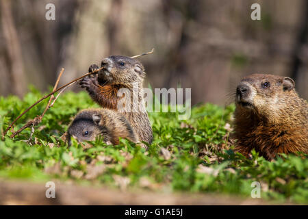 Süße Murmeltier-Familie (Marmota Monax) auch bekannt als ein Murmeltier Fütterung mit grass Stockfoto