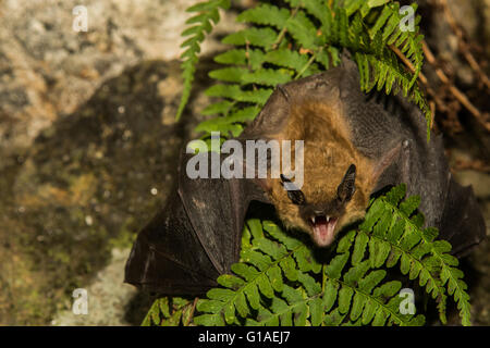Große braune Fledermaus Stockfoto