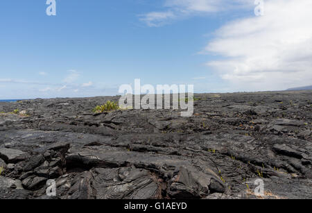 Eine große Lavafeld auf der big Island von Hawaii auf der östlichen Seite der Insel. Stockfoto