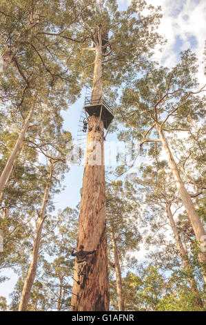 Die Bicentennial Baum in der Nähe von Pemberton in Western Australia Stockfoto