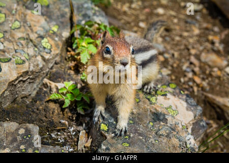 Niedliche kleine Streifenhörnchen, die auf einem Felsen sitzen