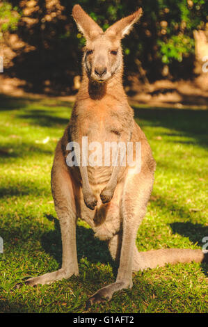 Känguru im Hartleys Crocodile Park in der Nähe von Cairns in Queensland Stockfoto