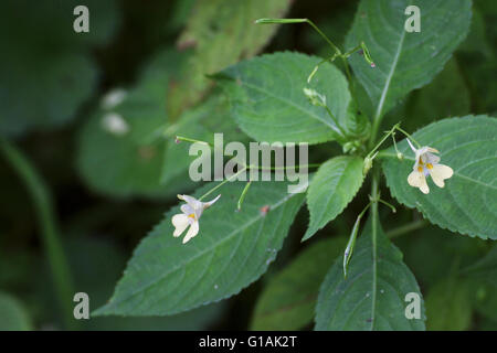 Blüten von der kleinen Balsam (kleine blühende Röhricht-, Impatiens Parviflora). Stockfoto