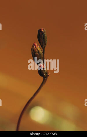 Makroaufnahme einer kleinen Blüten der Sonnentau (Drosera Rotundifolia). Stockfoto